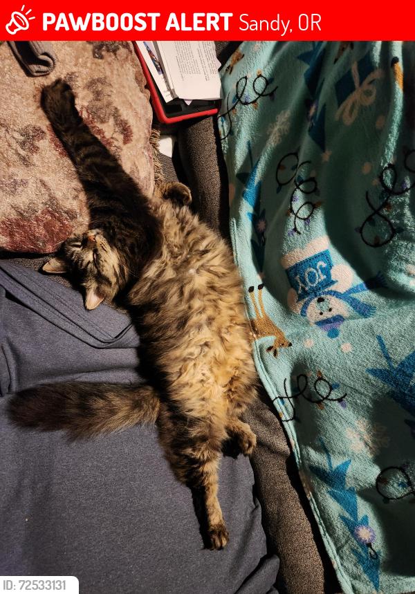 Lost Male Cat last seen Colorado road, Sandy, OR 97055
