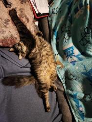 Lost Male Cat last seen Colorado road, Sandy, OR 97055