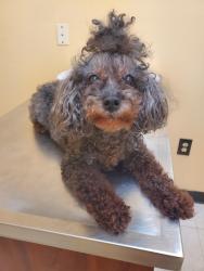 Lost Female Dog last seen Veterans Memorial , Houston, TX 77038