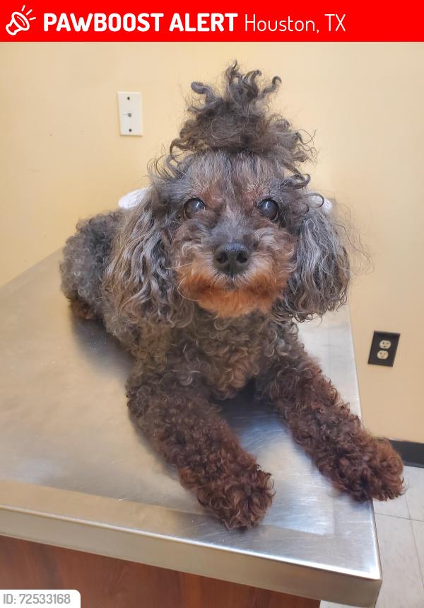 Lost Female Dog last seen Veterans Memorial , Houston, TX 77038