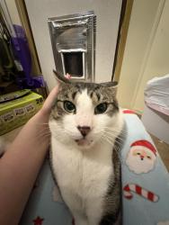 Lost Male Cat last seen Wallace Falls State Park, Gold Bar, WA 98251