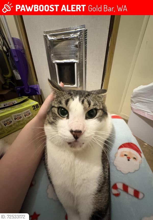 Lost Male Cat last seen Wallace Falls State Park, Gold Bar, WA 98251