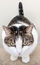 Lost Female Cat last seen Granite Butte + Westview Way, Oakhurst, CA 93644