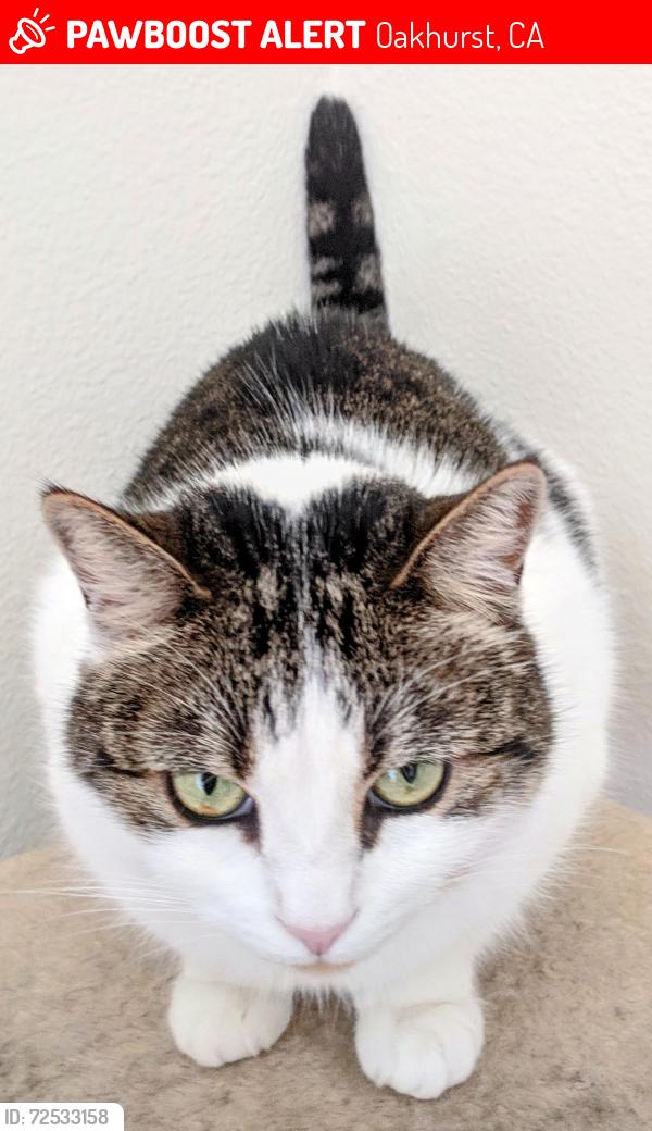 Lost Female Cat last seen Granite Butte + Westview Way, Oakhurst, CA 93644