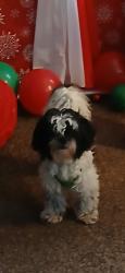 Lost Male Dog last seen Gratiot , Detroit, MI 48205