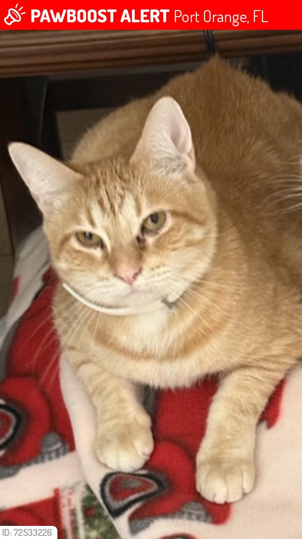 Lost Male Cat last seen Manhattan Way, Port Orange, FL 32129