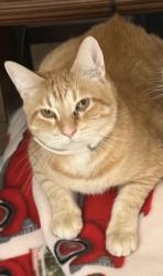 Lost Male Cat last seen Manhattan Way, Port Orange, FL 32129