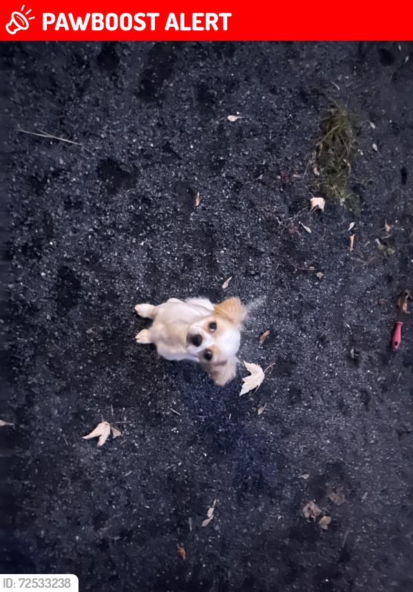 Lost Female Dog last seen Akwesasne, Stormont, Dundas and Glengarry United Counties, ON K6H 5R7