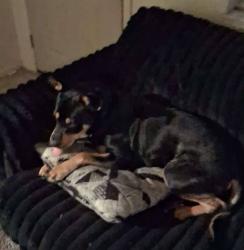 Lost Male Dog last seen Raccoon Valley , Union County, TN 37721