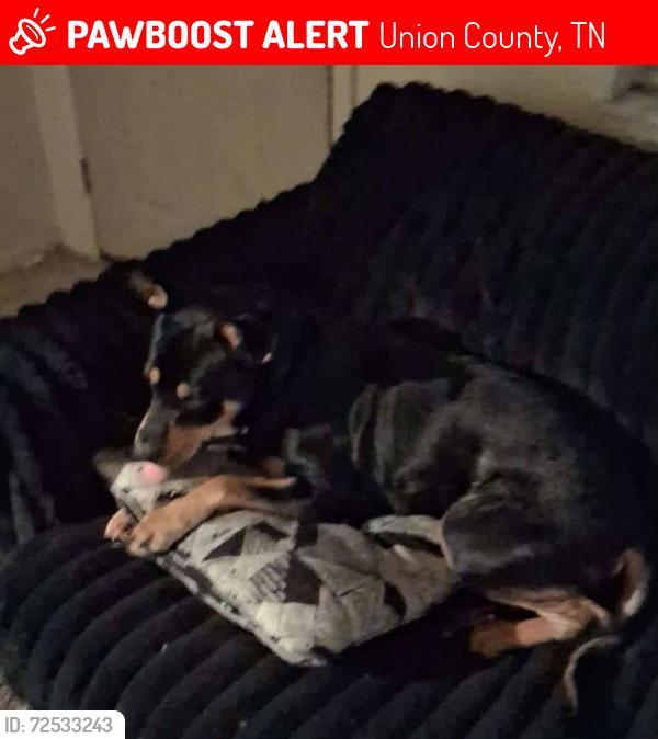 Lost Male Dog last seen Raccoon Valley , Union County, TN 37721