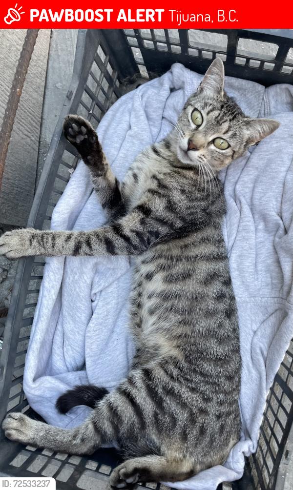 Lost Female Cat last seen Calle. Manuel M Ponce, Tijuana, B.C. 92154