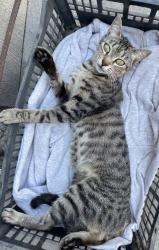Lost Female Cat last seen Calle. Manuel M Ponce, Tijuana, B.C. 92154