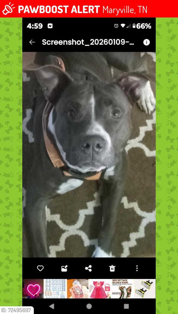 Lost Female Dog last seen Woodview park avenue, Maryville, TN 37804