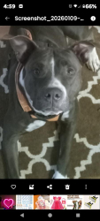 Lost Female Dog last seen Woodview park avenue, Maryville, TN 37804