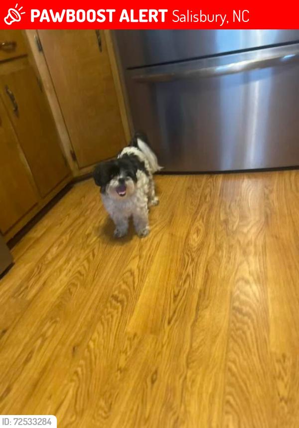 Lost Female Dog last seen West Ridge Rd, Salisbury, NC, Salisbury, NC 28147