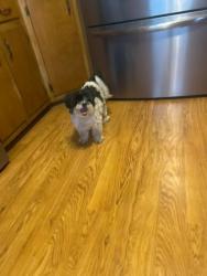 Lost Female Dog last seen West Ridge Rd, Salisbury, NC, Salisbury, NC 28147