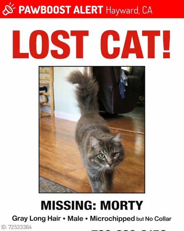 Lost Male Cat last seen Cherry way $ Haviland ave, Hayward, CA 94541