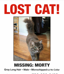 Lost Male Cat last seen Cherry way $ Haviland ave, Hayward, CA 94541
