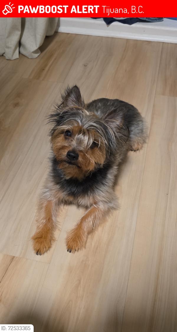 Lost Male Dog last seen C. Tarasco 9143, Tijuana, B.C. 22234