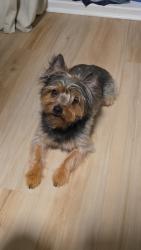 Lost Male Dog last seen C. Tarasco 9143, Tijuana, B.C. 22234