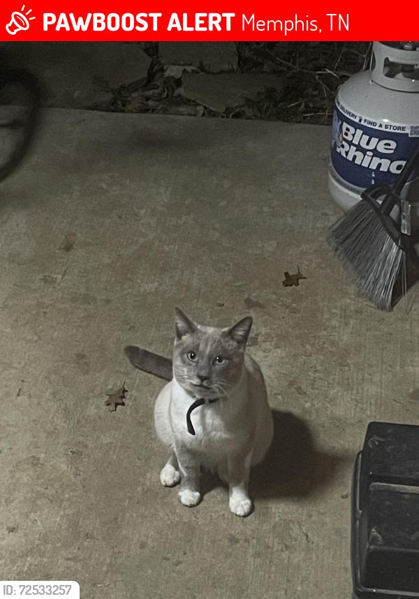 Lost Male Cat last seen Cordova, Memphis, TN 38018
