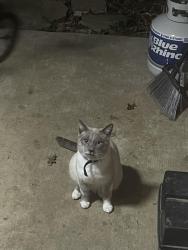 Lost Male Cat last seen Cordova, Memphis, TN 38018