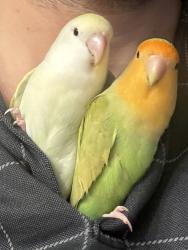 Lost Male Bird last seen Princess Ave & Charles St, Chilliwack, BC V2P