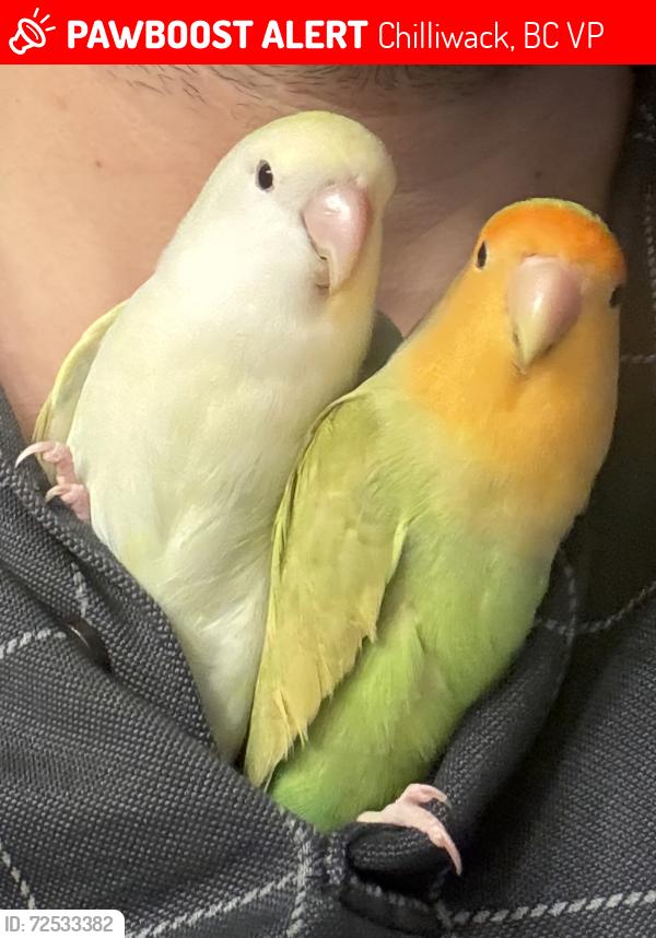 Lost Male Bird last seen Princess Ave & Charles St, Chilliwack, BC V2P