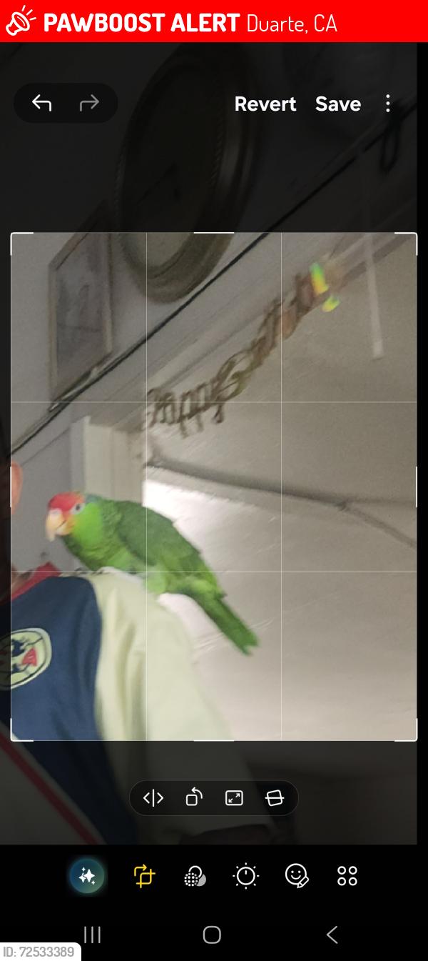 Lost Unknown Bird last seen Broach and Joella , Duarte, CA 91010
