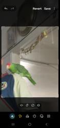 Lost Unknown Bird last seen Broach and Joella , Duarte, CA 91010