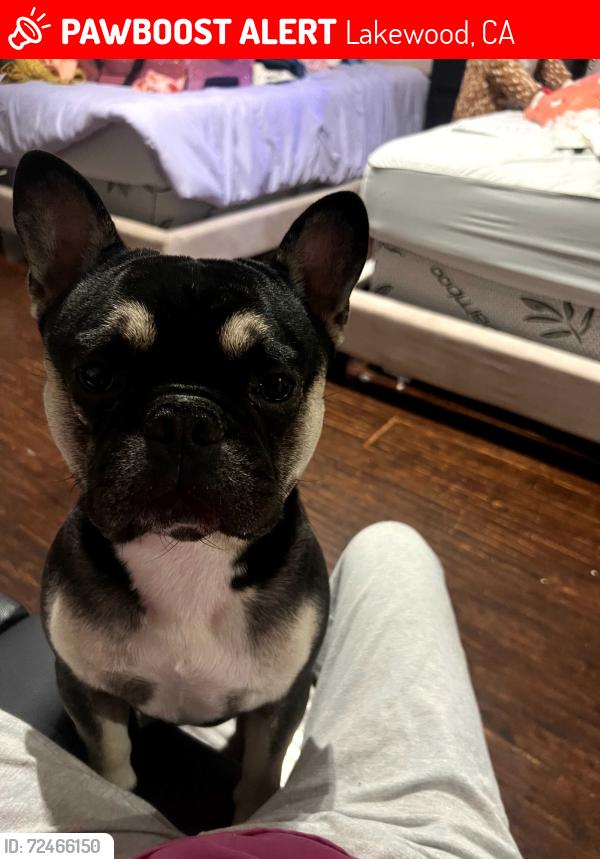 Lost Male Dog last seen Near 209th st Lakewood California 90715, Lakewood, CA 90715