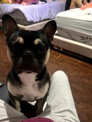 Lost Male Dog last seen Near 209th st Lakewood California 90715, Lakewood, CA 90715