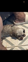Lost Female Dog last seen Randall and pine ave, Fontana, CA 92335