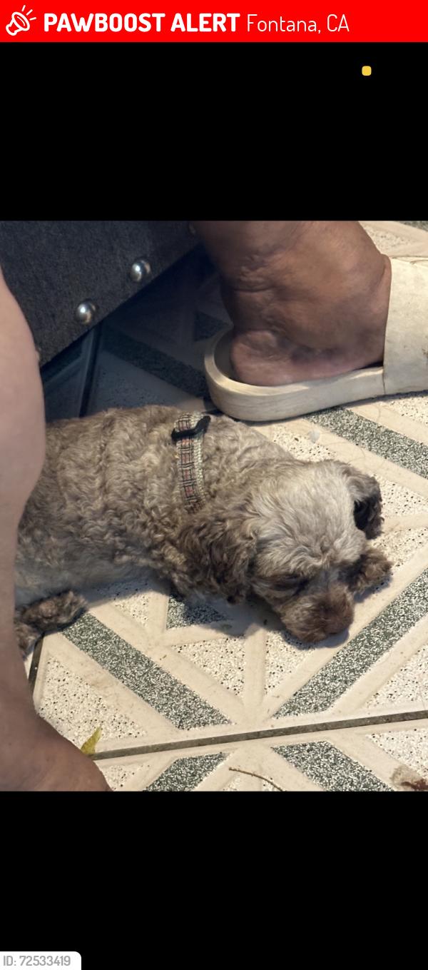 Lost Female Dog last seen Randall and pine ave, Fontana, CA 92335