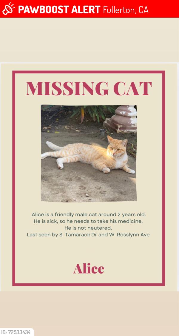 Lost Male Cat last seen S. Tamarack Dr. and W. Rosslynn Ave., Fullerton, CA 92832