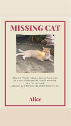 Lost Male Cat last seen S. Tamarack Dr. and W. Rosslynn Ave., Fullerton, CA 92832