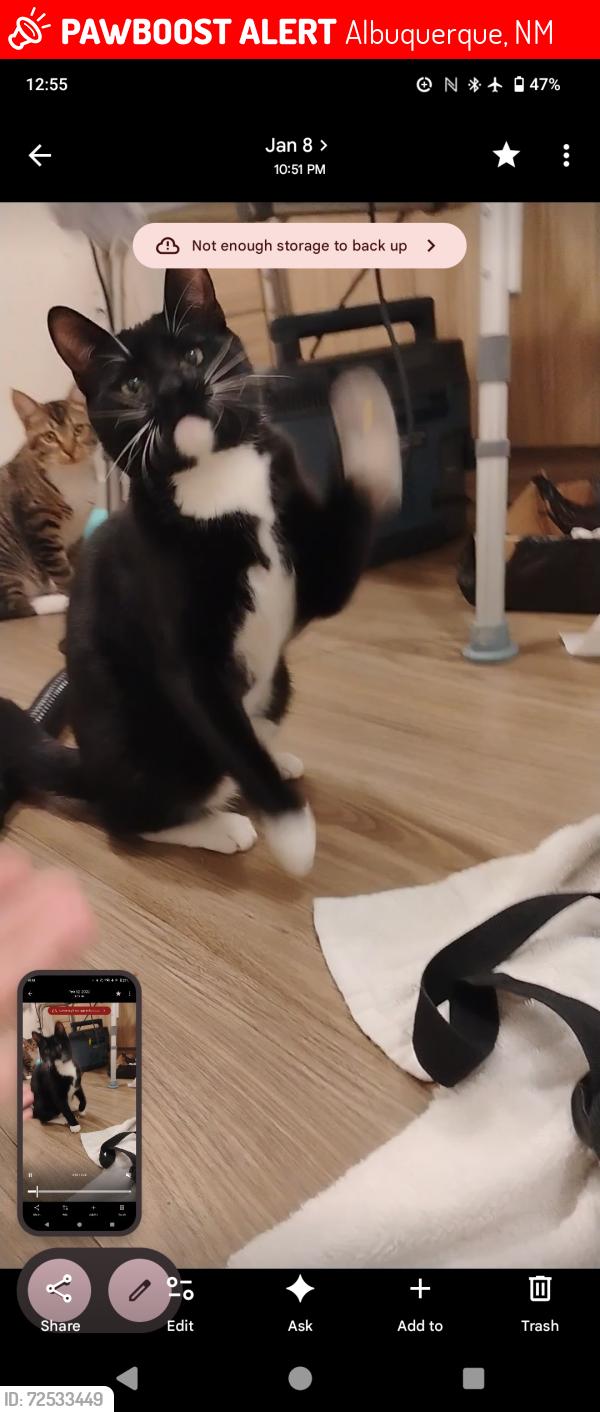 Lost Male Cat last seen 2nd st nw and alameda blvd nw, Albuquerque, NM 87113