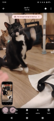 Lost Male Cat last seen 2nd st nw and alameda blvd nw, Albuquerque, NM 87113