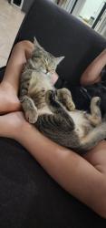 Lost Male Cat last seen Rittenhouse and Hawes, Queen Creek, AZ 85142