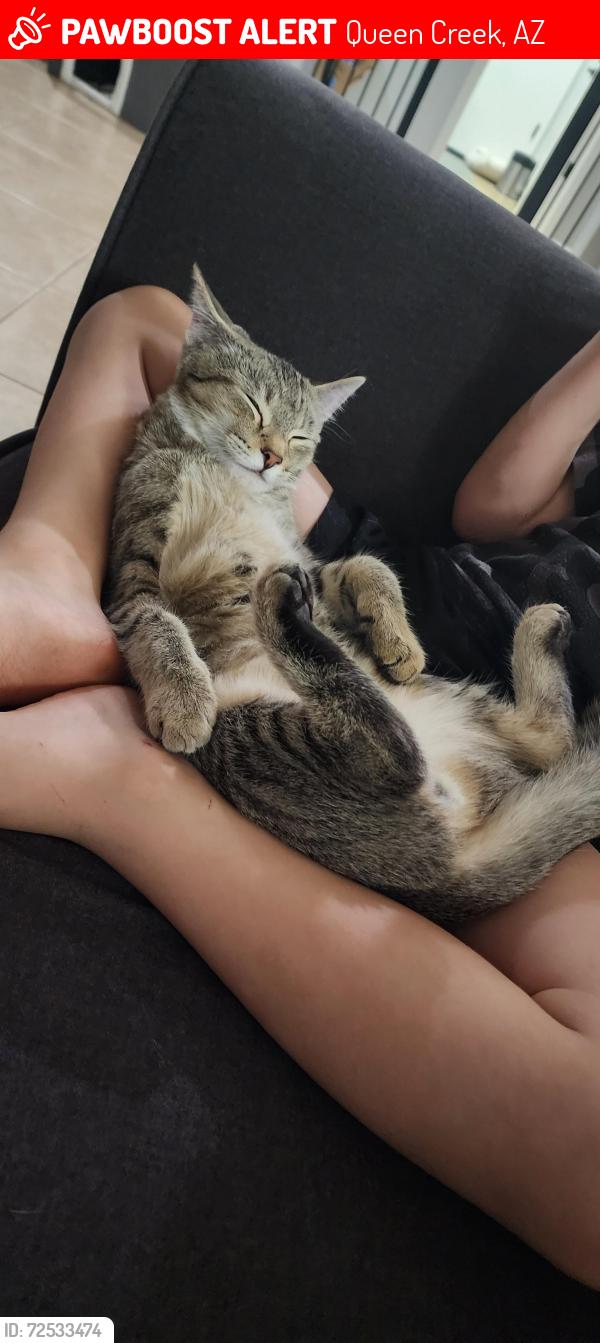 Lost Male Cat last seen Rittenhouse and Hawes, Queen Creek, AZ 85142