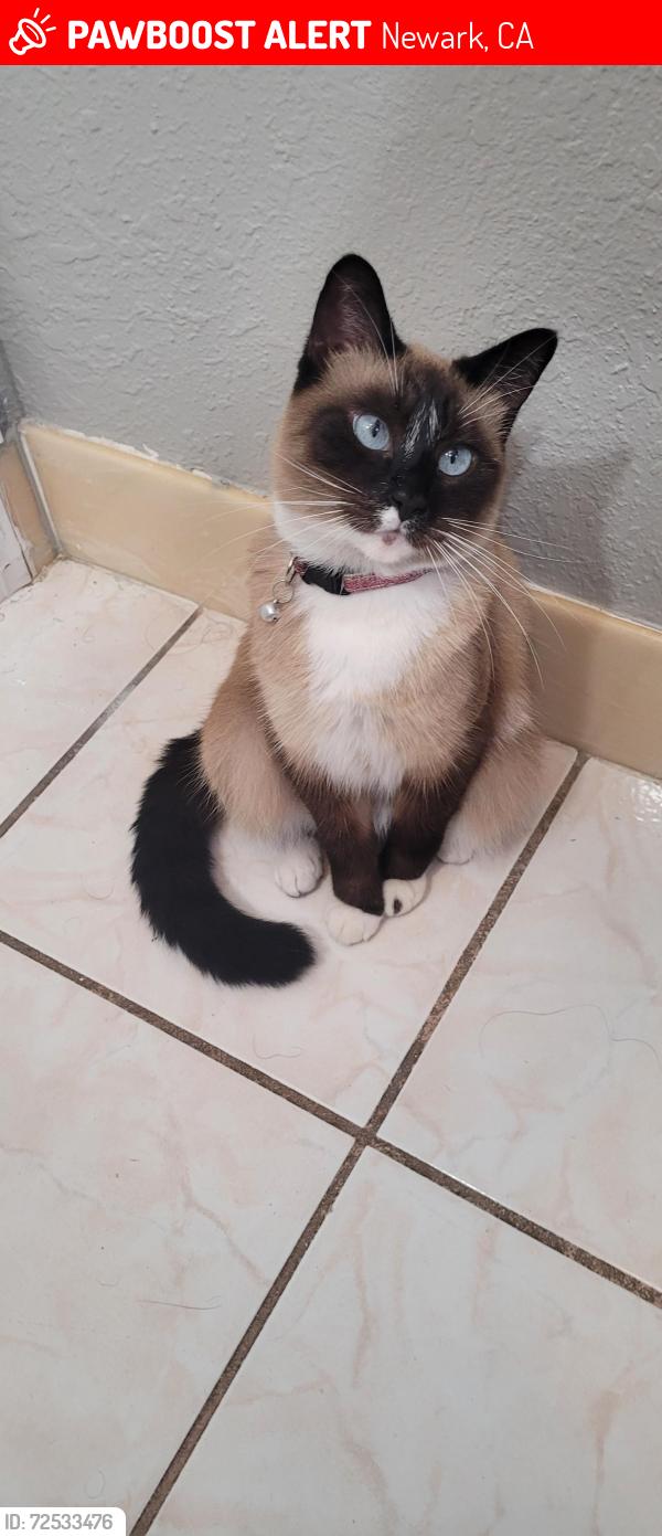 Lost Female Cat last seen Cherry St, Newark, CA 94560