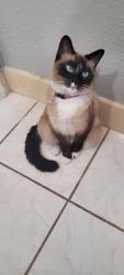 Lost Female Cat last seen Cherry St, Newark, CA 94560