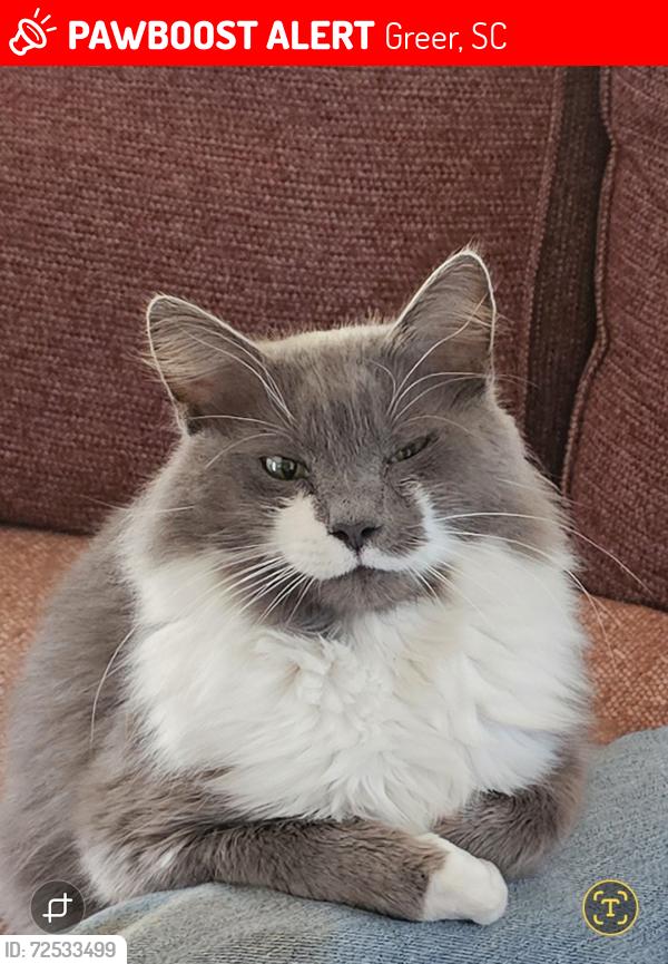 Lost Male Cat last seen Pennington rd. , Greer, SC 29651