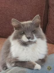 Lost Male Cat last seen Pennington rd. , Greer, SC 29651