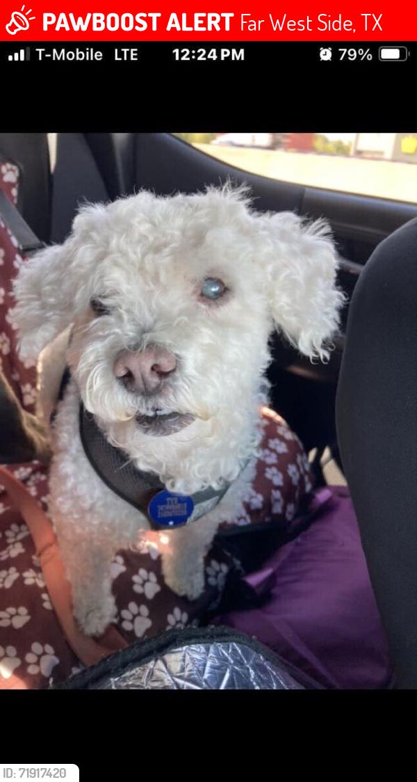 Lost Male Dog last seen Liberty field, cortland oak , vollmer ln, Far West Side, TX 78254