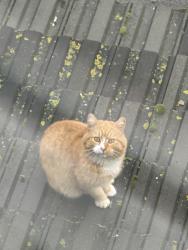 Reunited Unknown Cat last seen Near Grosvenor Rd, Ilford IG1 1LE, UK, Greater London, England IG1 1LE