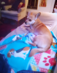 Lost Male Dog last seen Dennis drive, St. Louis, MO 63136