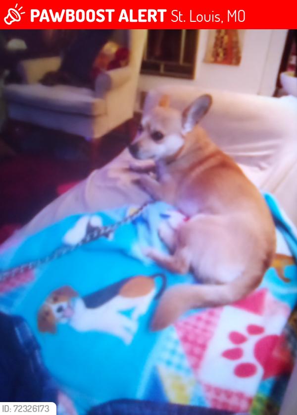 Lost Male Dog last seen Dennis drive, St. Louis, MO 63136
