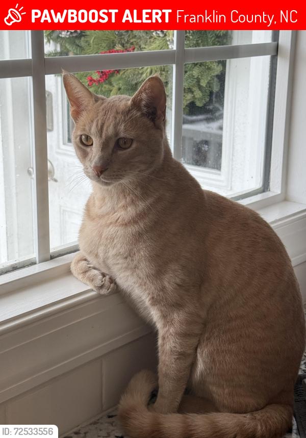 Lost Male Cat last seen Zebulon Country Club, Wake County, NC 27597
