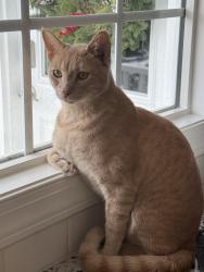 Lost Male Cat last seen Zebulon Country Club, Wake County, NC 27597